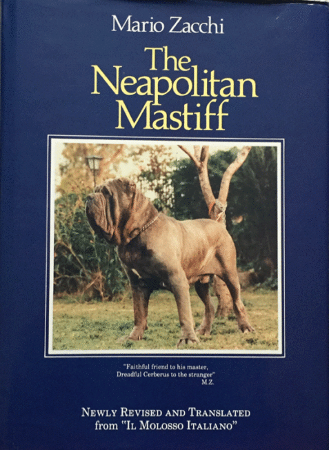 Neapolitan Mastiff By Mario Zacchi