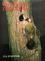 Advanced Taxidermy By P. A. O'Connor